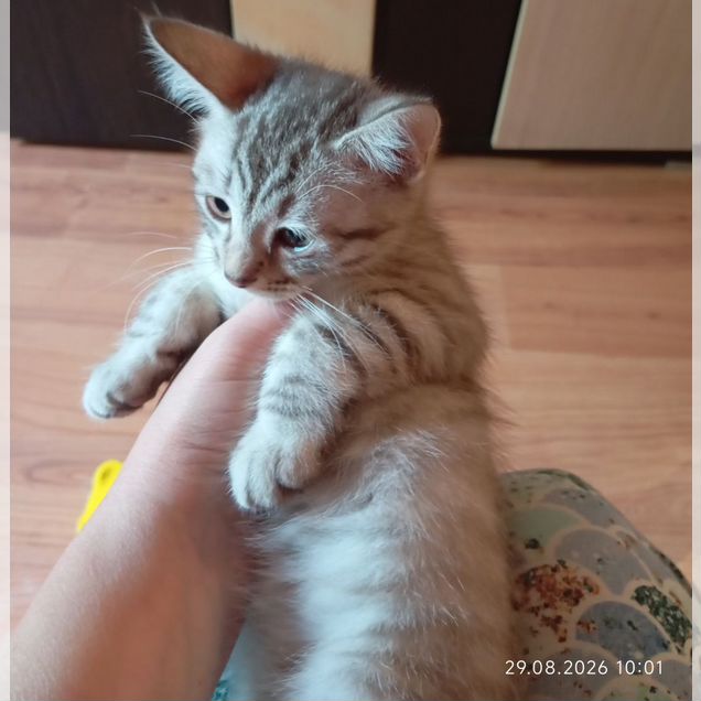 Котёнок в добрые руки