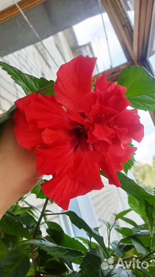 Гибискус и цикламен