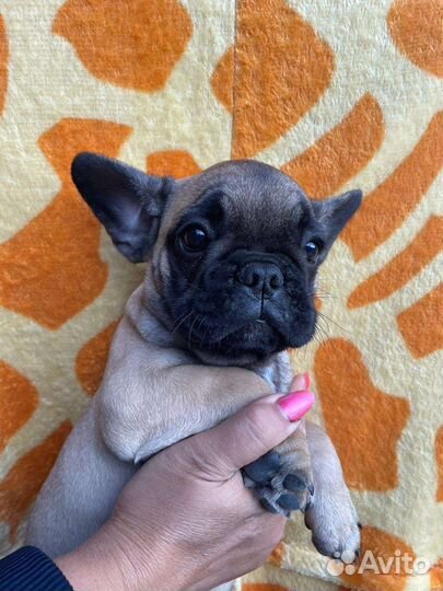 Французский бульдог щенки РКФ
