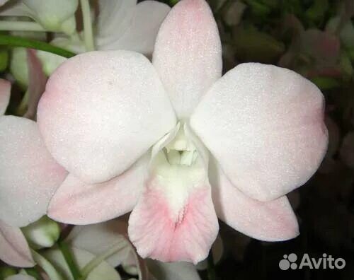 Орхидея Den Peach