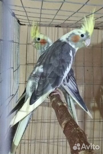 Корелла самцы