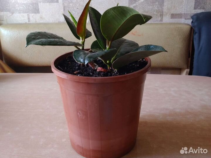 Фикус 2шт в горшке