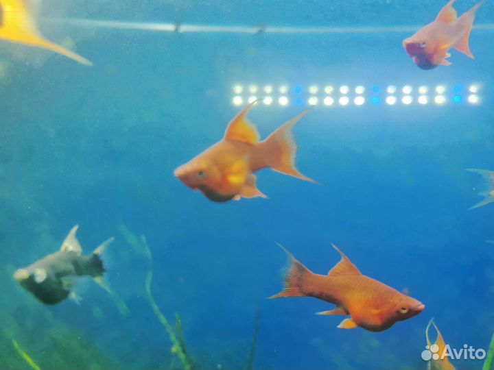 Меченосец вильчатый