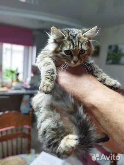 Кошка в дар бесплатно