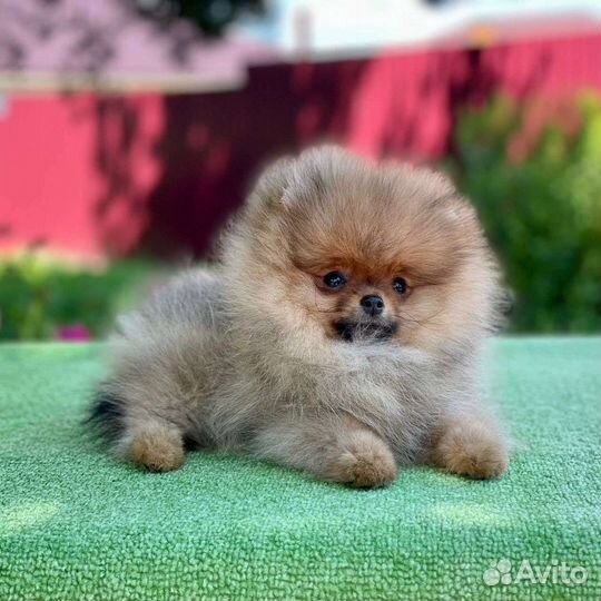 Померанский шпиц мини