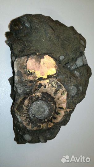 Живописный древний донник