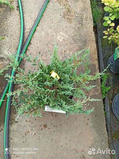 Можжевельник Блю чип