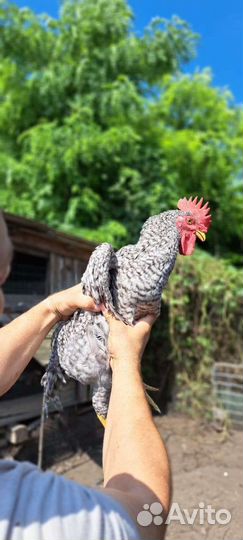 Петух породы Барковская барвистая