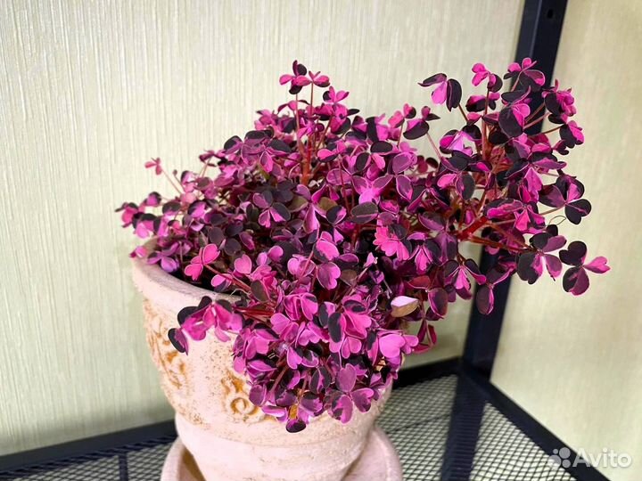 Оксалис вулканический Plum Crazy, Sunset velvet