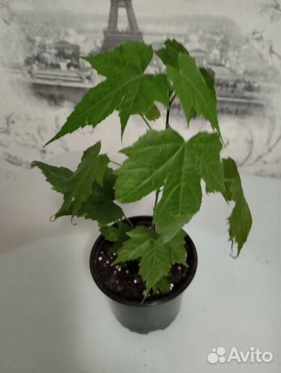 Комнатные цветы