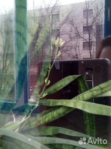 Комнатные цветы