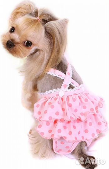 Трусы для собак