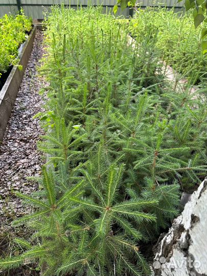 Кедр, пихта, сосна, ель - 2х летки опт/розница