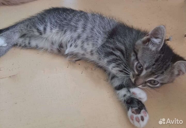 Котята в добрые руки бесплатно