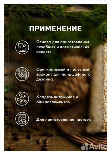 Скорлупа кедрового ореха