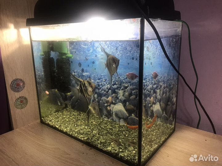 Аквариум с рыбками