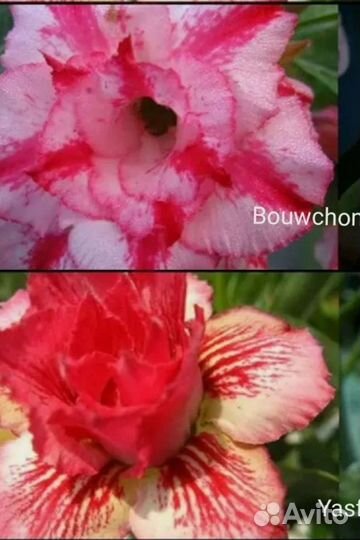 Адениум, Семена адениума микс махровые