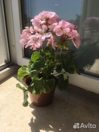 Пеларгония герань сортовая