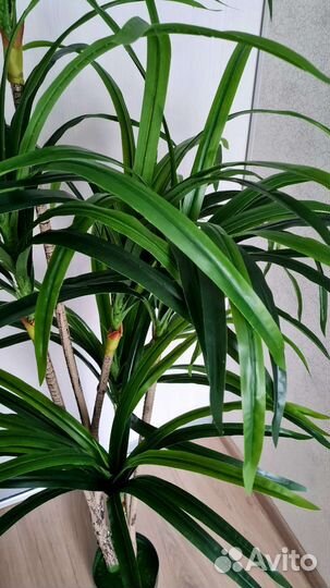 Драцена, искусственное дерево