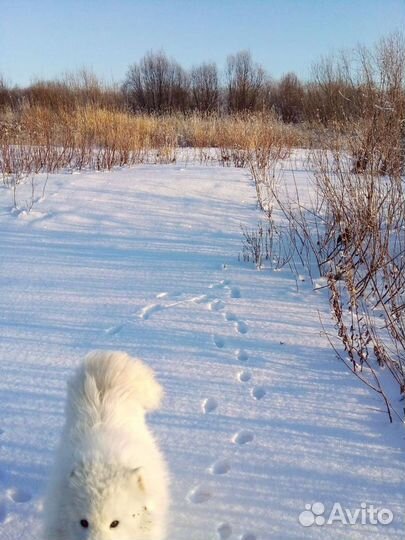 Собака.вязка