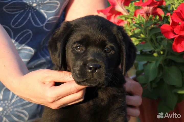 Лабрадор щенок