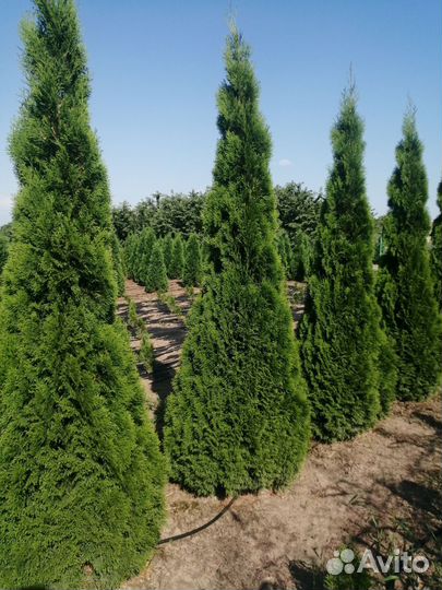 Туя смарагд 3м