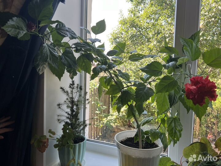 Китайская роза