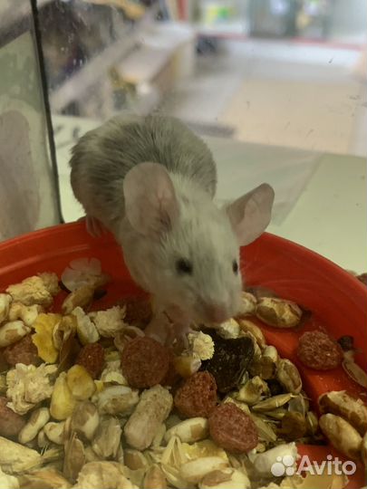 Декоративные мышки