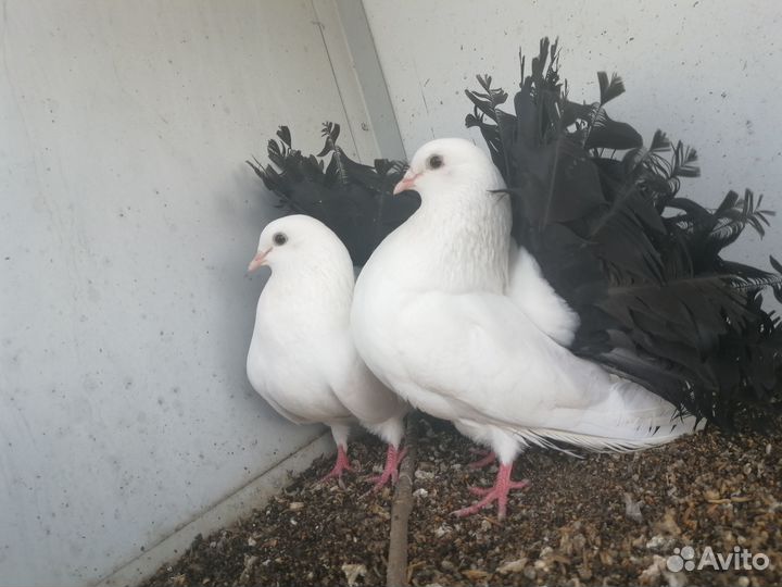 Голуби Павлины