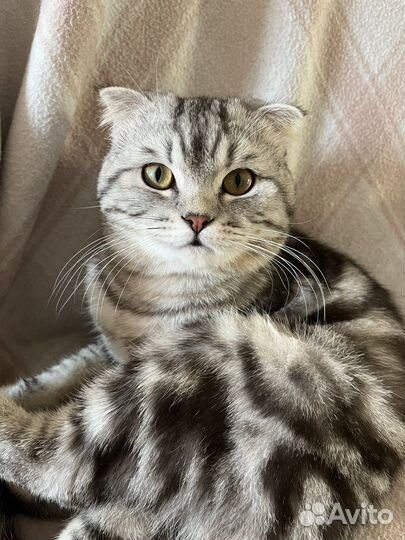 Шотландский кот на вязку