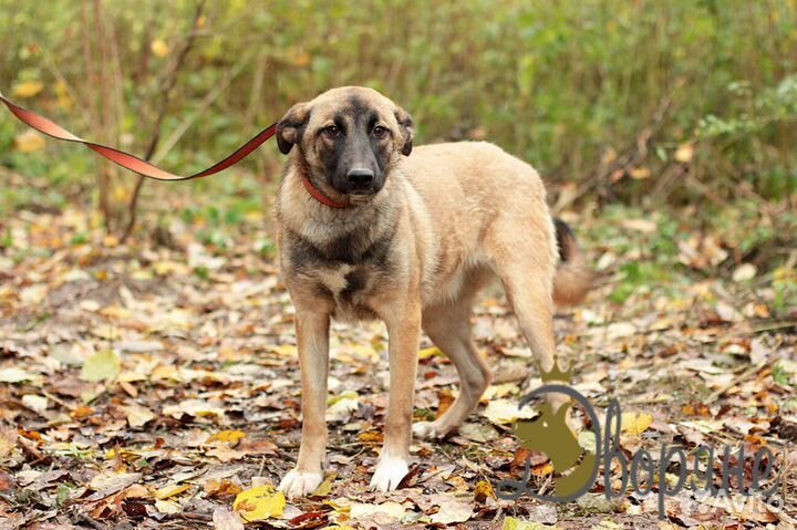 Фиона - собачка для души