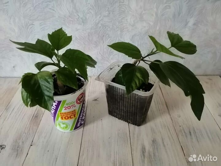 Комнатные цветы мирт гибискус хавортия кактус