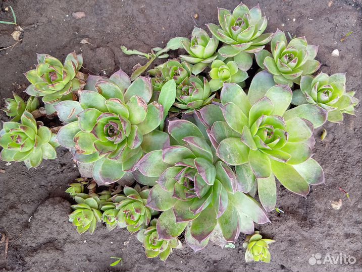 Кактусы и суккуленты