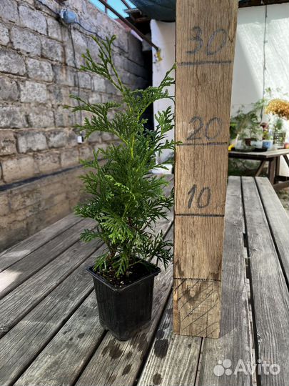 Туя Смарагд