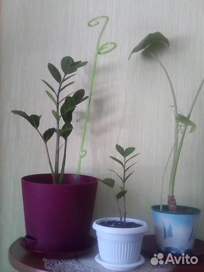 Замиокулькас, сингониум, алоказия лекарственная