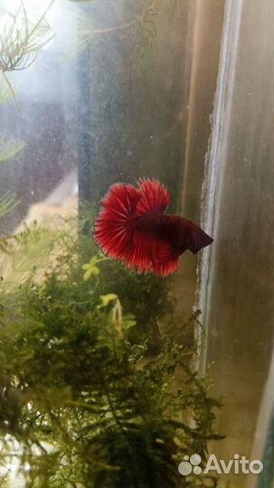 Аквариумные рыбки Петушок