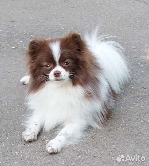 Щенки шпица и подростки,взрослые суки,питомник