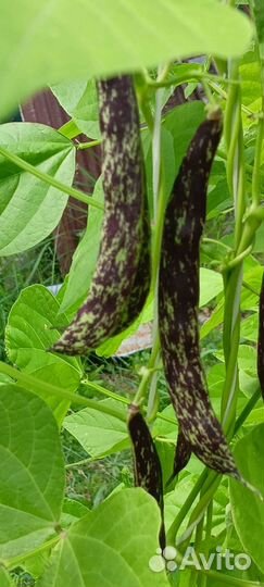 Фасоль стручковая