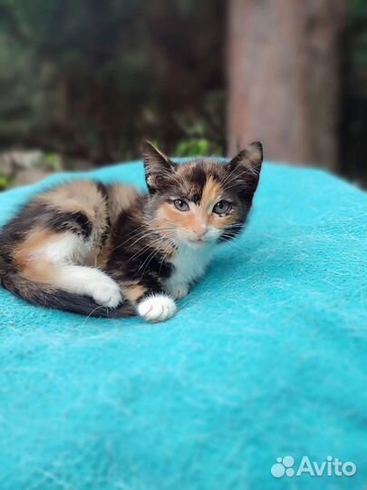 Кира 2 мес в дар