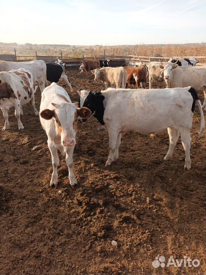 Коровы с телятами