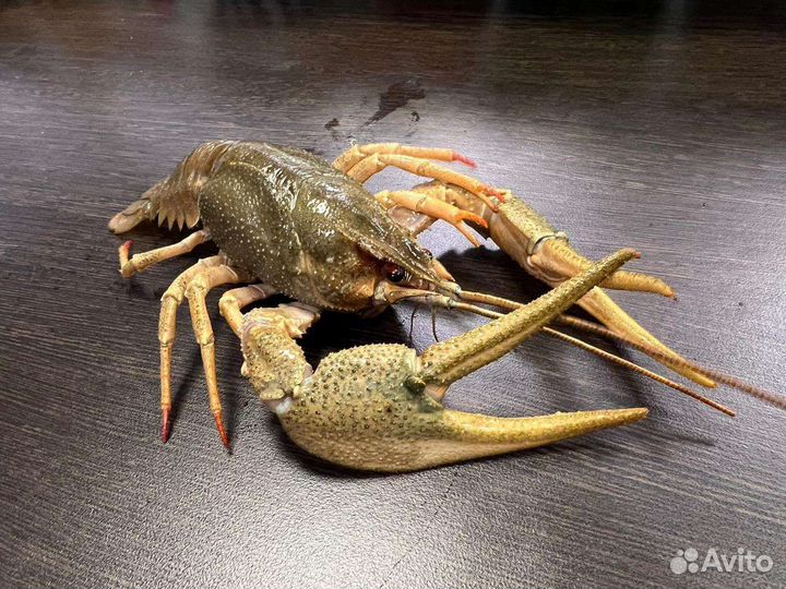 Живые и варёные раки Рыба