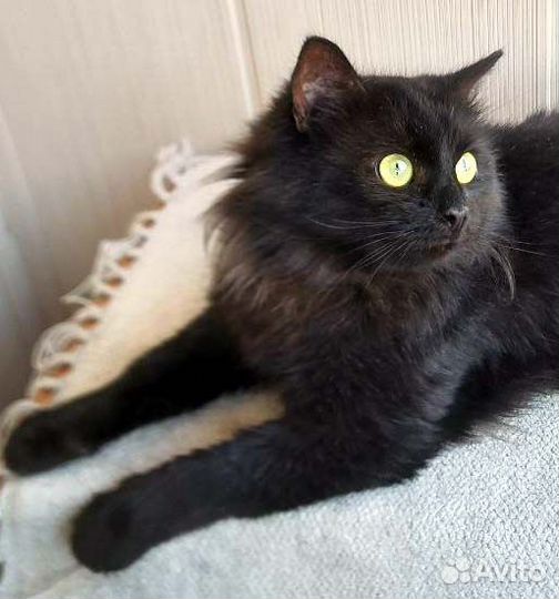 Обаятельный молодой кот в дар