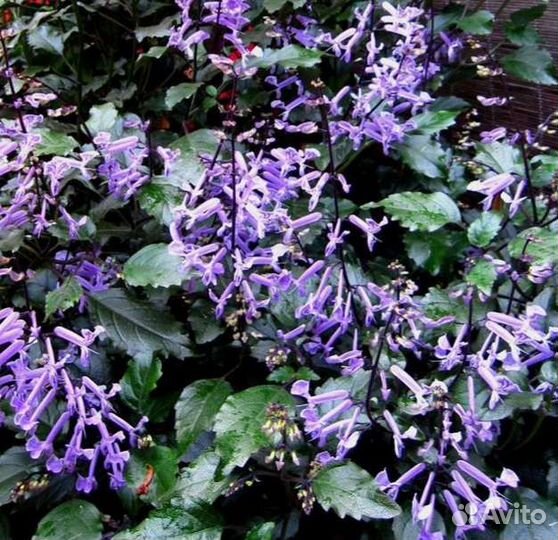 Плектрантус, домашняя сирень