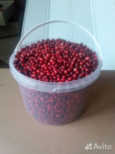 Брусника (Карелия)