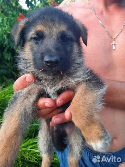 Щенки немецкой овчарки