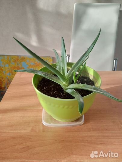 Алоэ вера лечебный