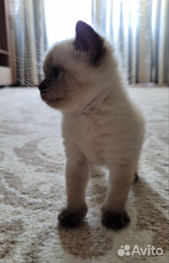 Тайские котята