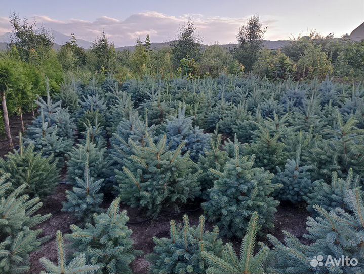 Голубая ель