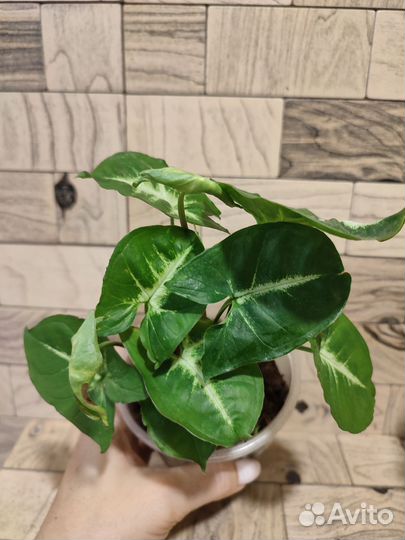 Сингониум пикси, вендланда