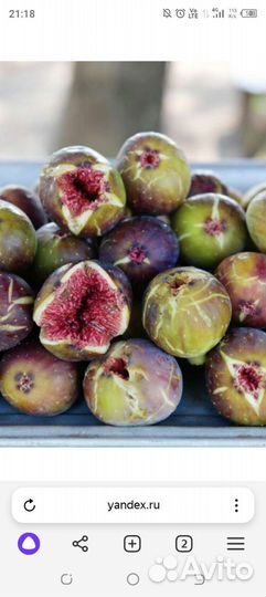 Инжир синий